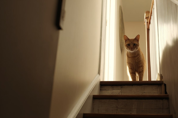 Jak zabezpieczyć schody przed kotem?